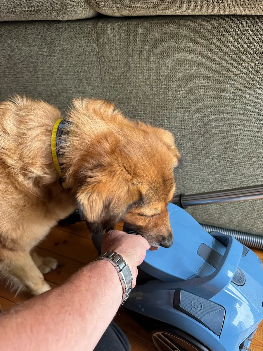 Ein Hund nimmt direkt neben dem ausgeschalteten Staubsauger ein Leckerli aus der Hand