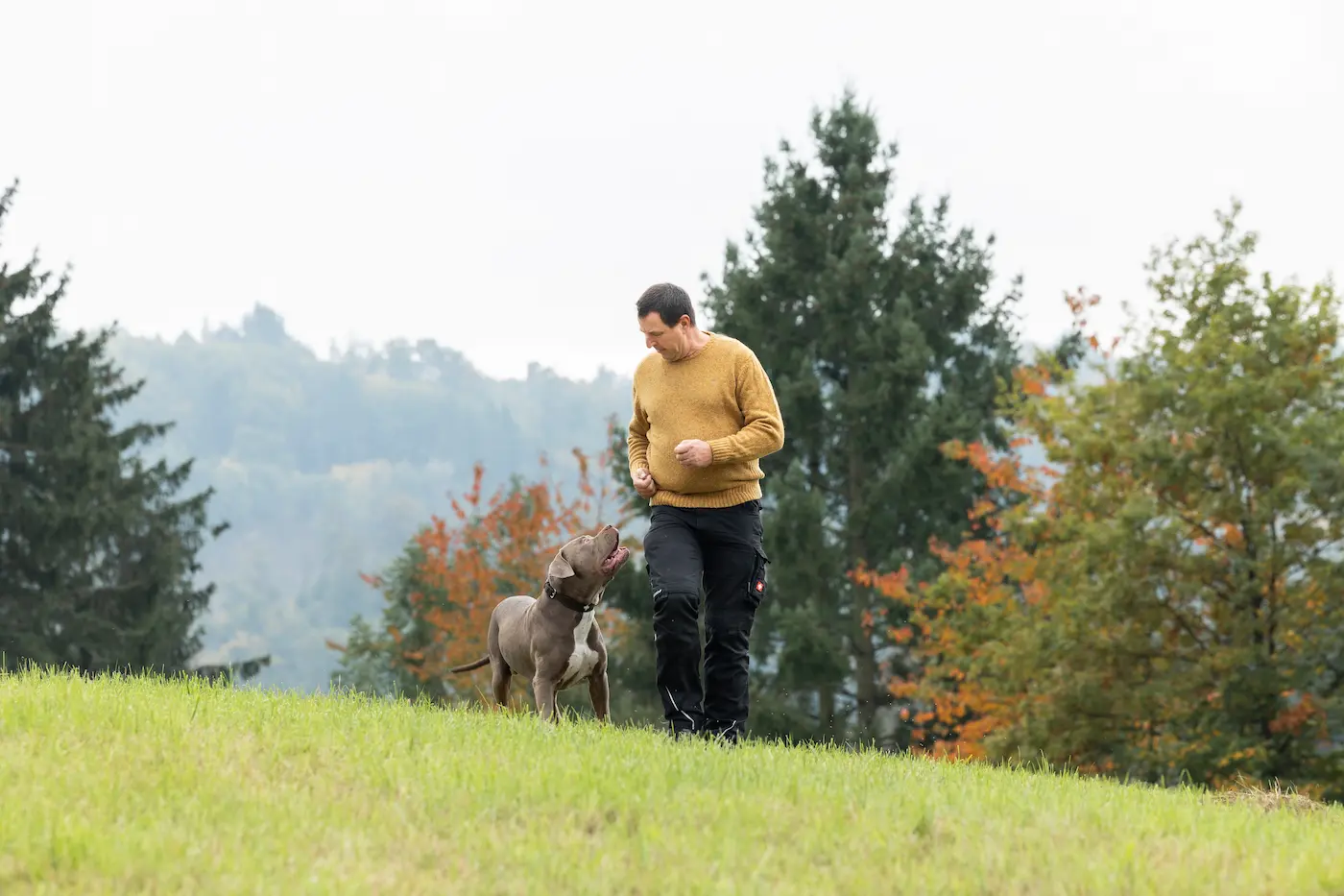 Thorsten Lapsit arbeitet mit einem Listenhund in Bewegung