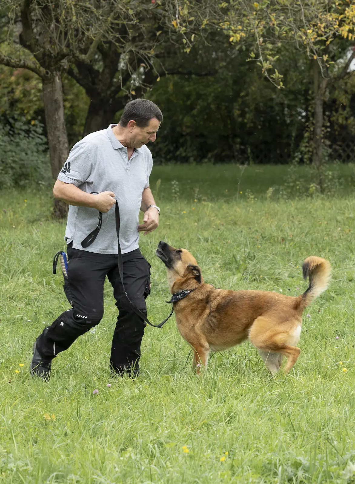 Der Malinois läuft aufmerksam neben Thorsten Lapsit und schaut zu ihm hoch
