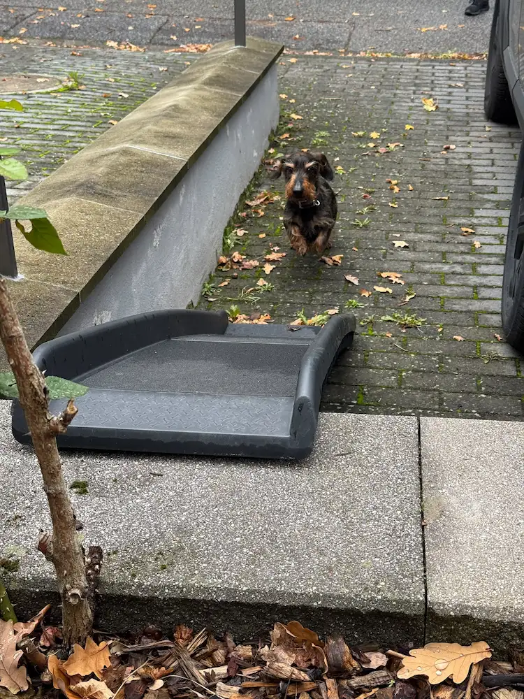 Ein Rauhaardackel läuft auf eine Hunderampe am Bordstein zu