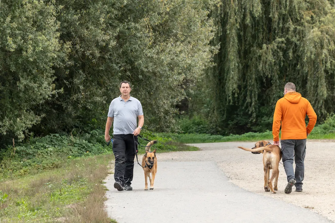 Zwei Hunde begegnen sich ruhig an der Leine