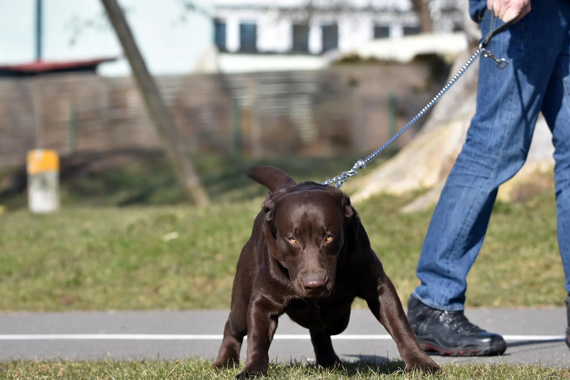 Hund zieht beim Spaziergang an der Leine