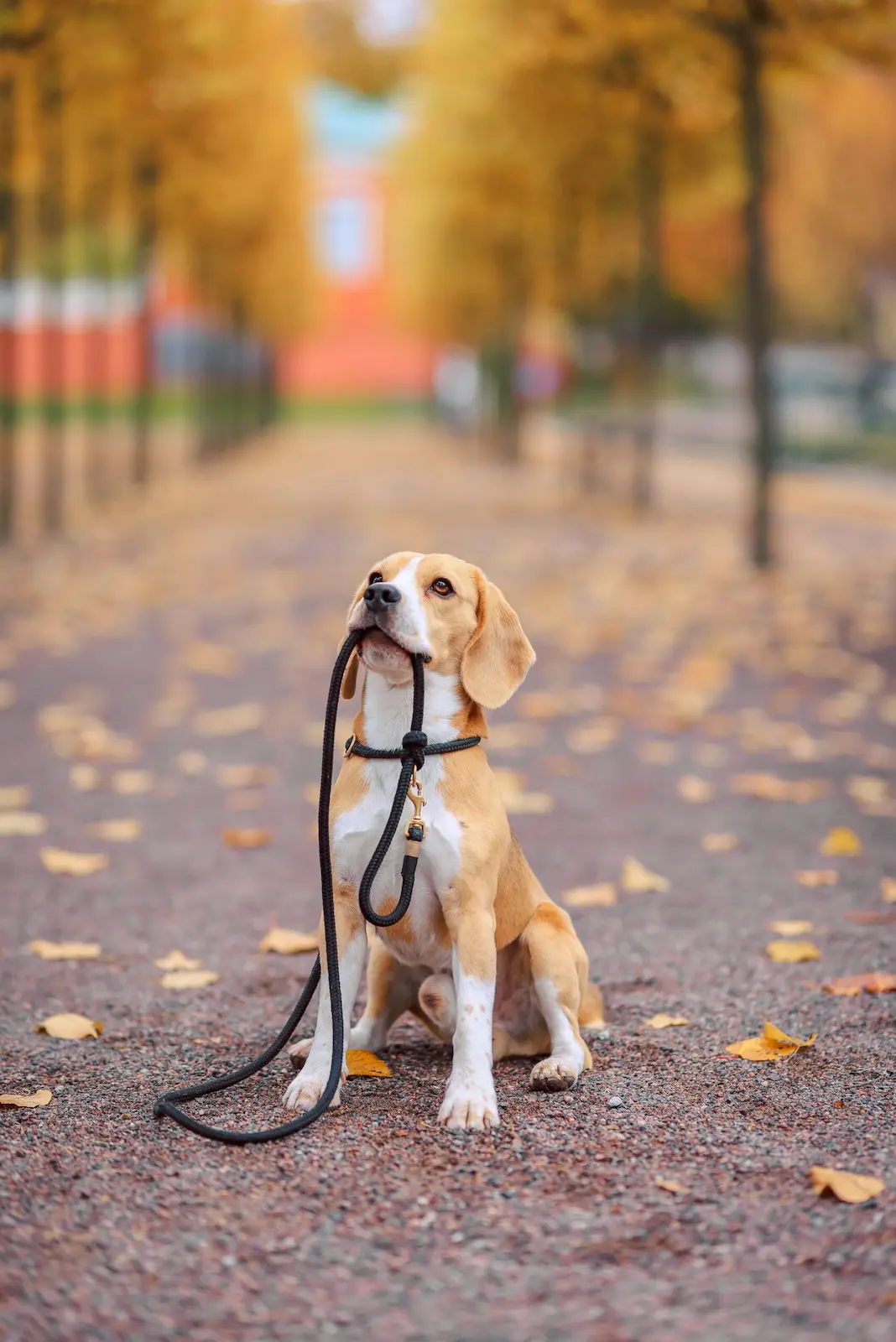 Beagle mit einer Leine im Maul