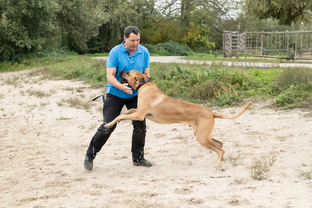 Deutsche Dogge Gustav läuft voller Lebensfreude