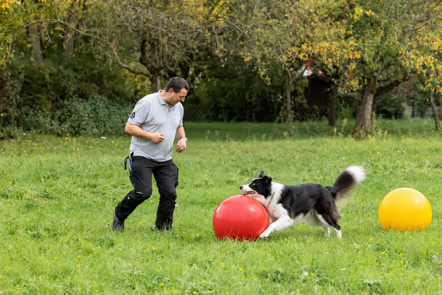 Ein Border Collie treibt einen großen roten Ball zu Thorsten Lapsit