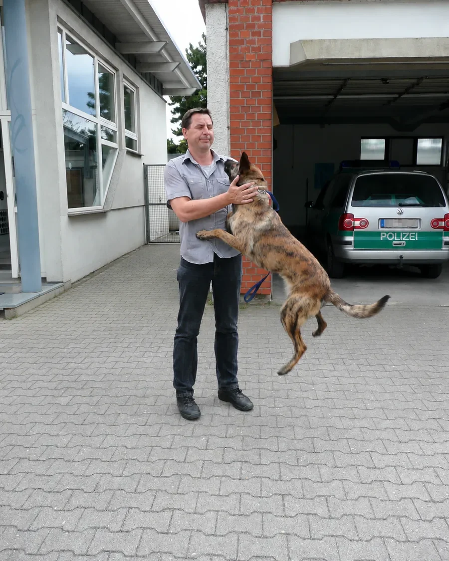 Ein ruheloser junger Diensthund springt voller Energie an Thorsten Lapsit hoch