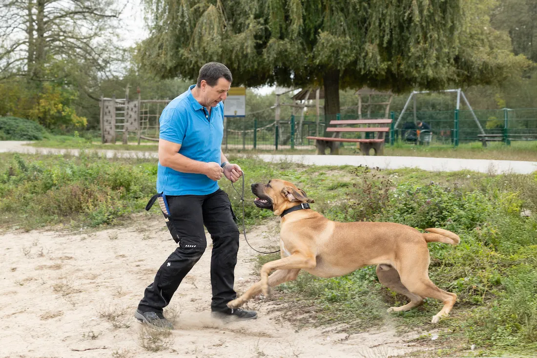 Dynamisches Rückruftraining mit Thorsten Lapsit