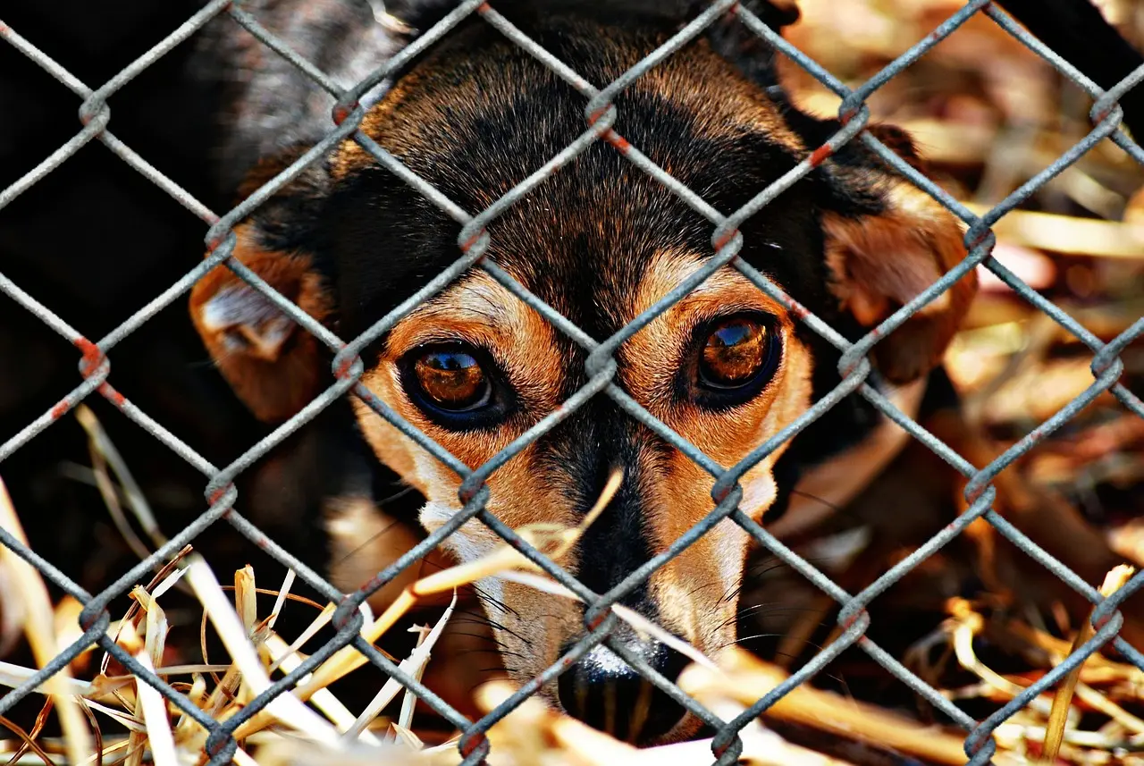 Webinar Hunde aus dem Süden